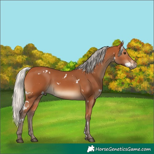 Horse Color:White Spotted Silver Bay 