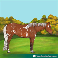 Horse Color:White Spotted Silver Bay 