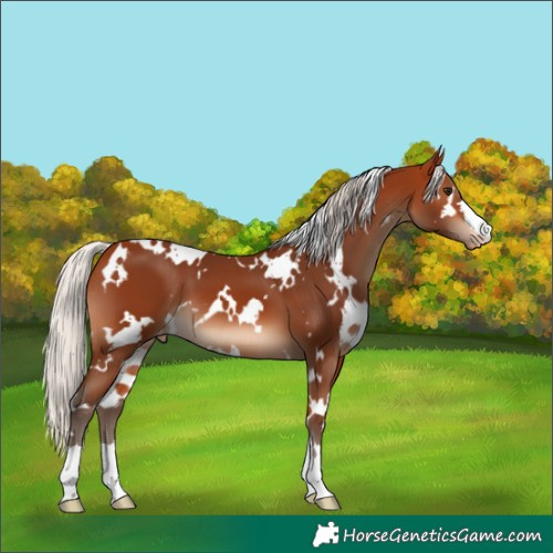 Horse Color:White Spotted Silver Bay Appaloosa