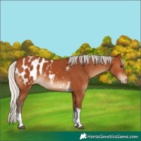 Horse Color:Silver Bay Tobiano Blanket