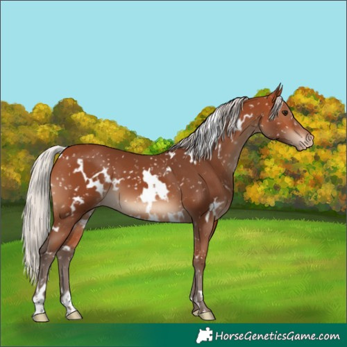 Horse Color:White Spotted Silver Bay Appaloosa 