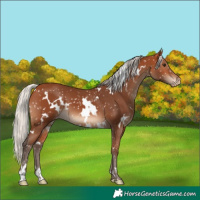 Horse Color:White Spotted Silver Bay Appaloosa