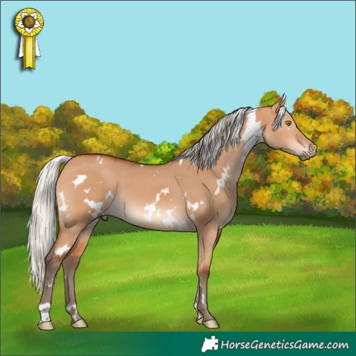 Horse Color:White Spotted Silver Bay Dun