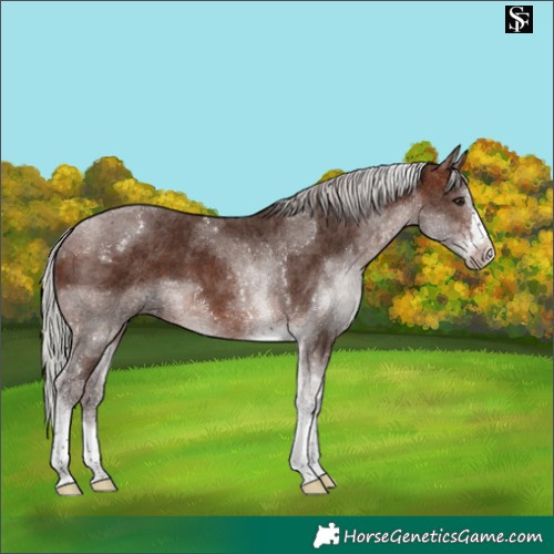 Horse Color:Silver Brown Tobiano 