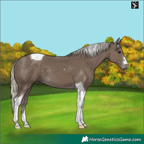 Horse Color:Silver Smoky Black Tobiano 