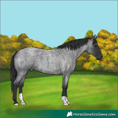 Horse Color:Blue Roan 