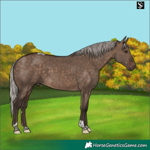 Horse Color:Silver Brown Dun Tobiano 
