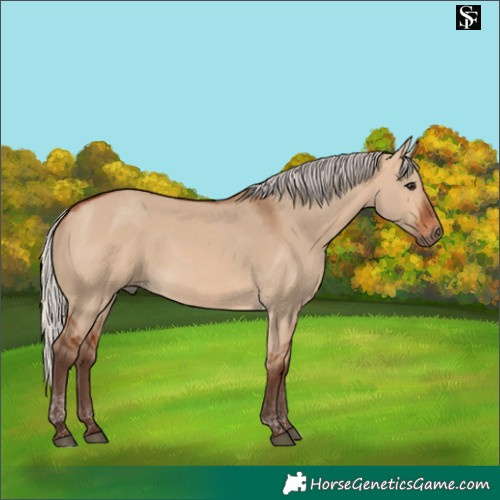 Horse Color:Silver Bay Dun Tobiano 