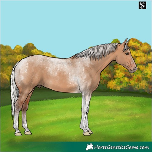 Horse Color:Silver Bay Dun Tobiano 