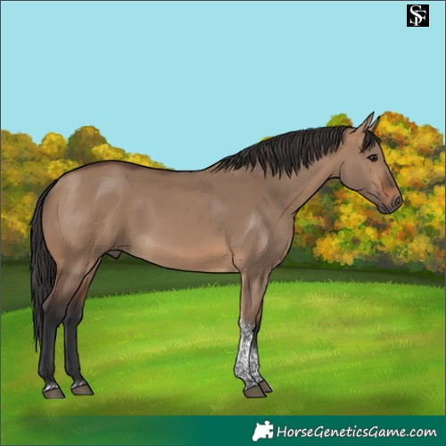 Horse Color:Brown Dun Tobiano 