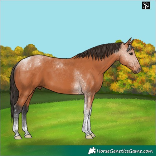 Horse Color:Bay Tobiano 