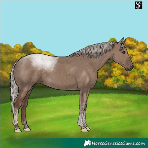 Horse Color:Silver Grullo Tobiano 