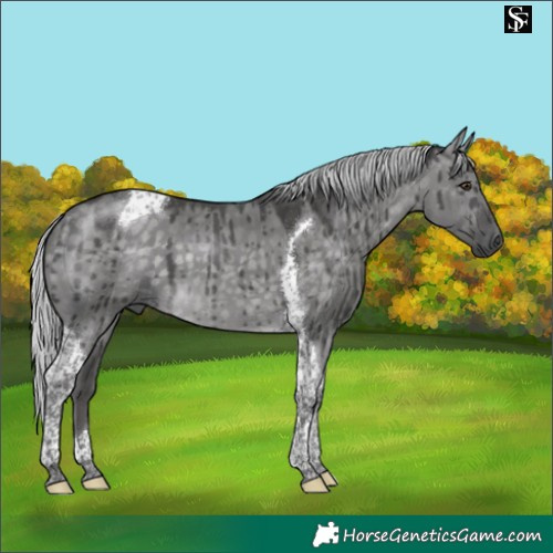 Horse Color:Platinum Silver Buckskin Dun Tobiano Brindle 