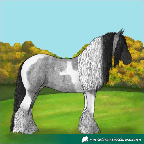 Horse Color:Gray Blue Roan Tobiano