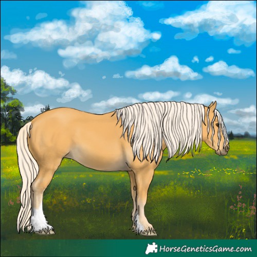 Horse Color:Palomino 