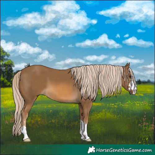 Horse Color:Chocolate Palomino