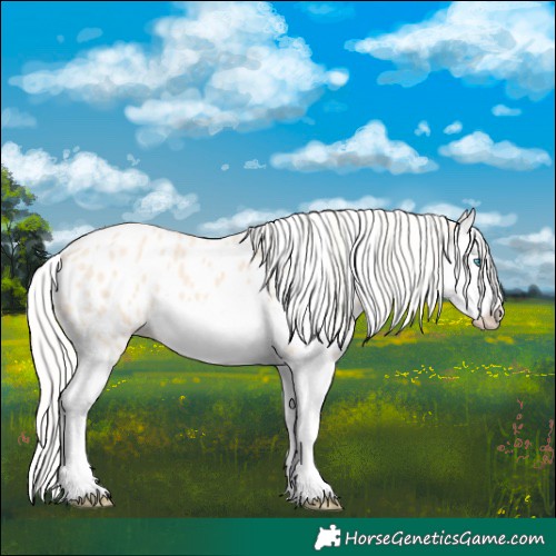 Horse Color:Cremello Splash Appaloosa 