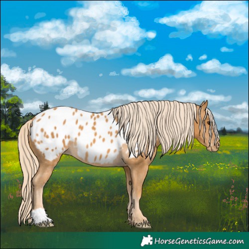 Horse Color:Palomino Blanket