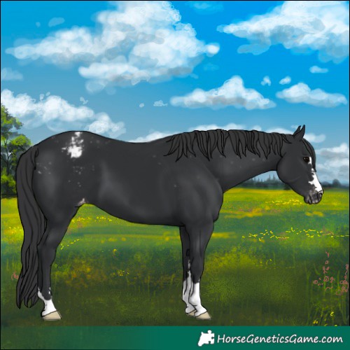 Horse Color:Black Blanket 