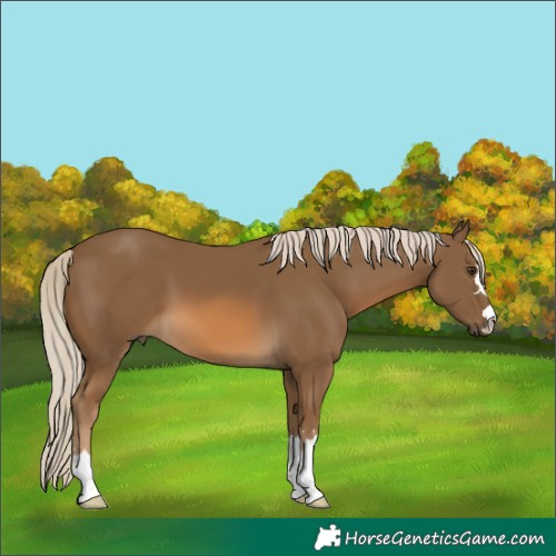 Horse Color:Chocolate Palomino 
