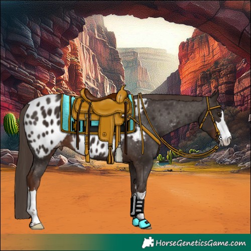 Horse Color:Liver Chestnut Appaloosa 