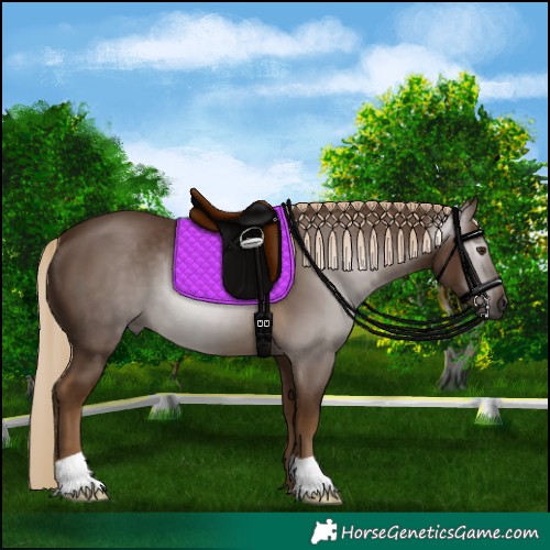 Horse Color:Gray Chocolate Palomino