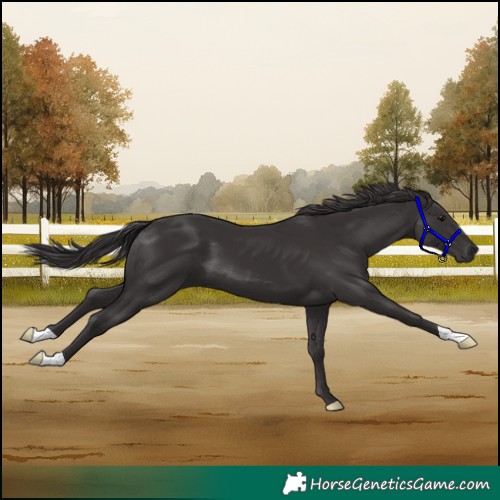 Horse Color:Smoky Black 