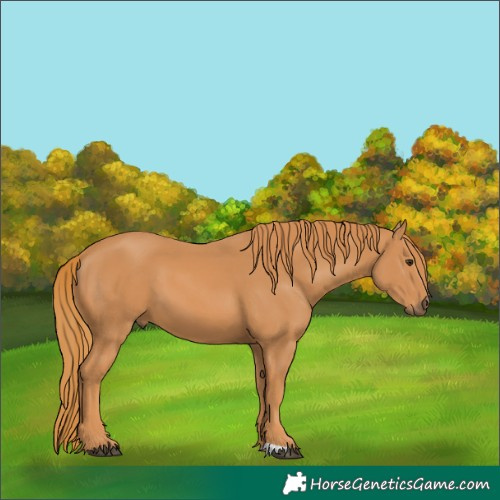Horse Color:Chestnut 