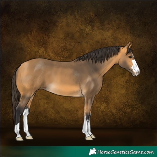 Horse Color:Buckskin