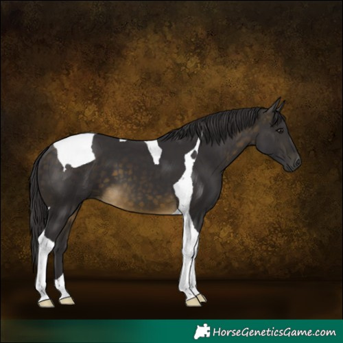 Horse Color:Buckskin Tobiano