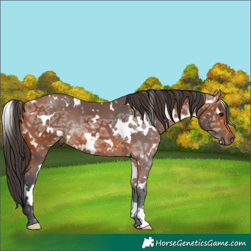 Horse Color:White Spotted Bay Ice 