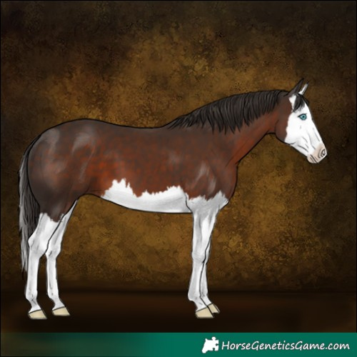 Horse Color:Liver Chestnut Splash