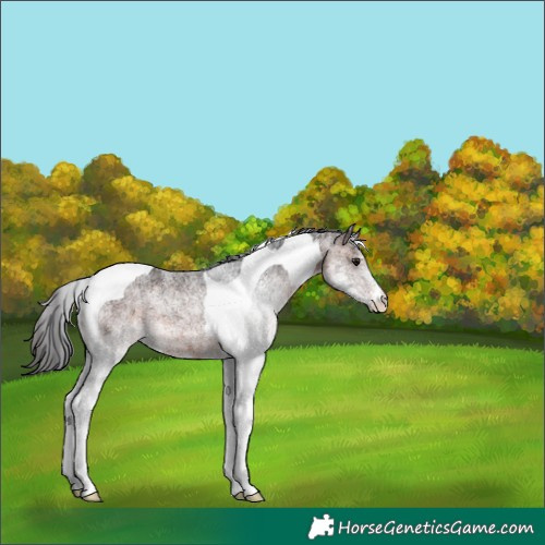 Horse Color:White Spotted Brown Tobiano 