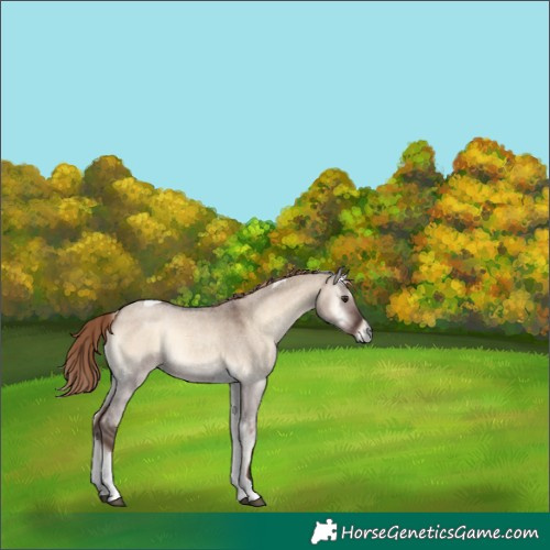Horse Color:Liver Red Dun Roan Onyx Tobiano 