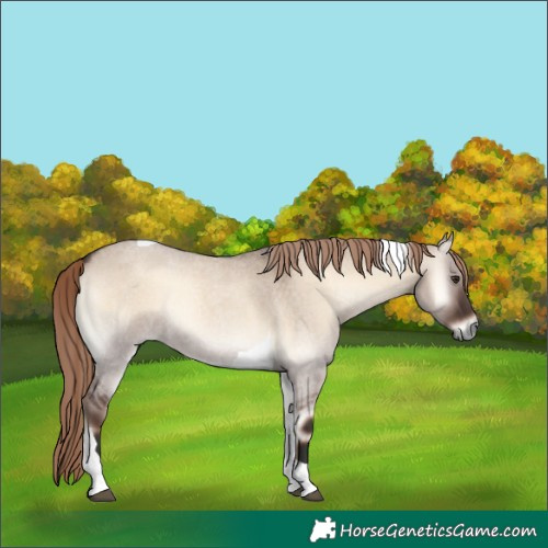 Horse Color:Liver Red Dun Roan Onyx Tobiano