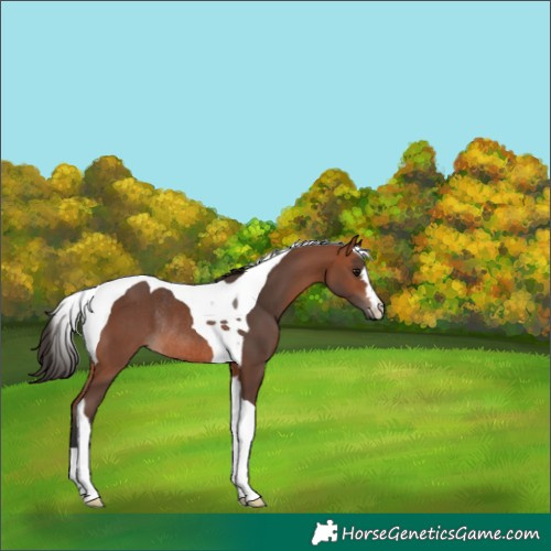 Horse Color:Bay Tobiano Rabicano 