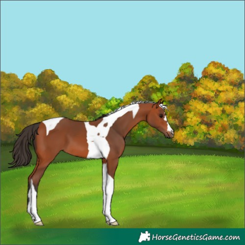 Horse Color:Bay Tobiano 