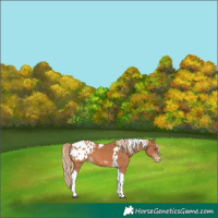 Horse Color:Chestnut Tobiano Blanket