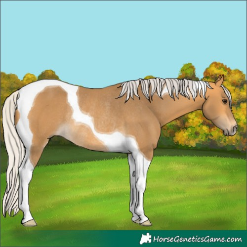 Horse Color:Silver Buckskin Tobiano Rabicano 