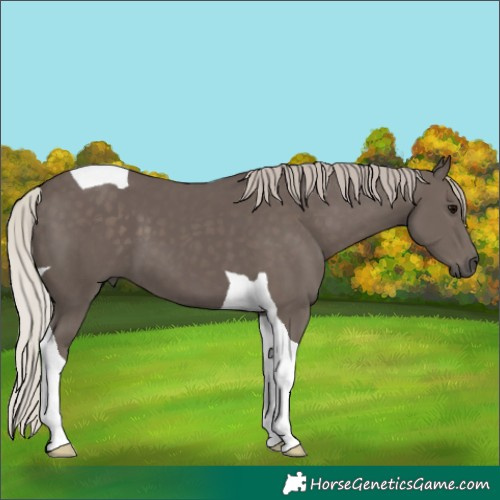 Horse Color:Silver Black Tobiano 