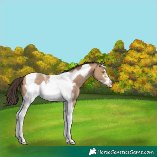 Horse Color:Amber Champagne Tobiano Frame 