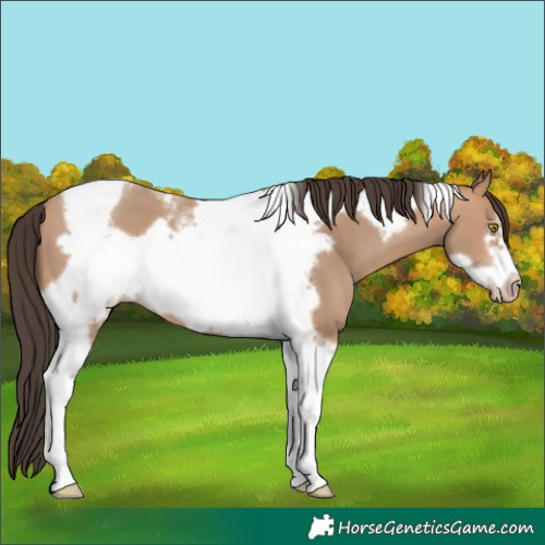 Horse Color:Amber Champagne Tobiano Frame 