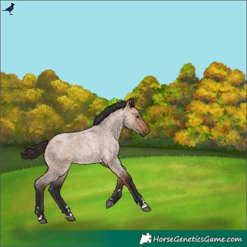 Horse Color:Bay Roan Dun