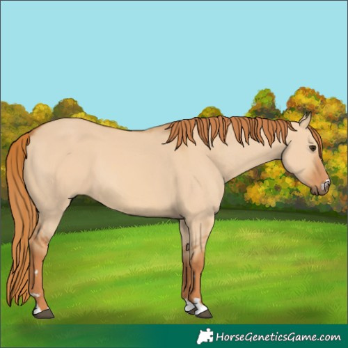 Horse Color:Red Dun 