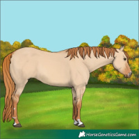 Horse Color:Red Dun