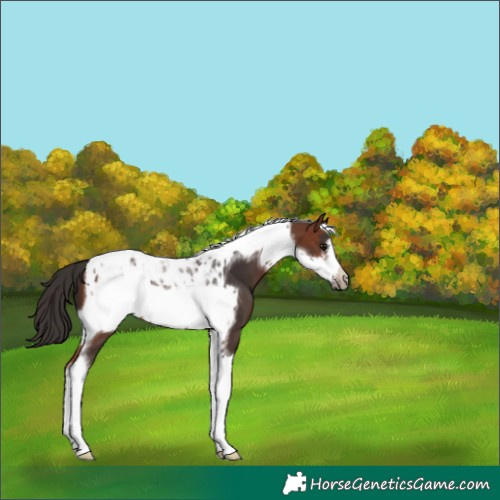 Horse Color:Brown Tobiano Frame 
