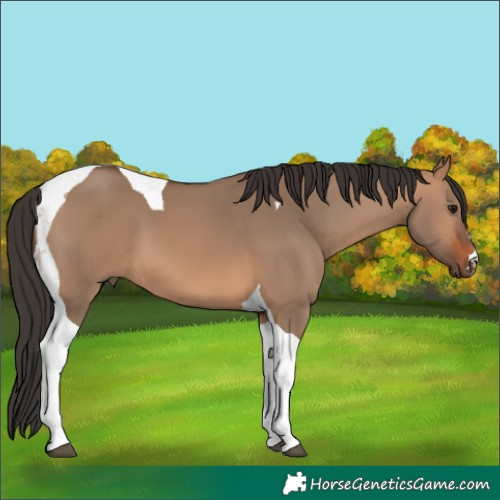 Horse Color:Bay Dun Tobiano 