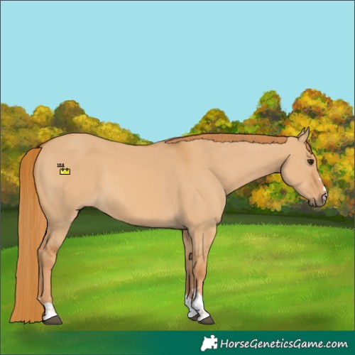 Horse Color:Red Dun 