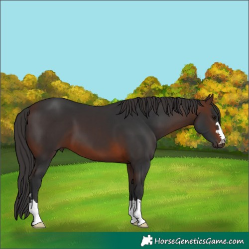Horse Color:Brown 