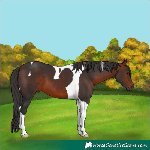 Horse Color:Bay Tobiano 